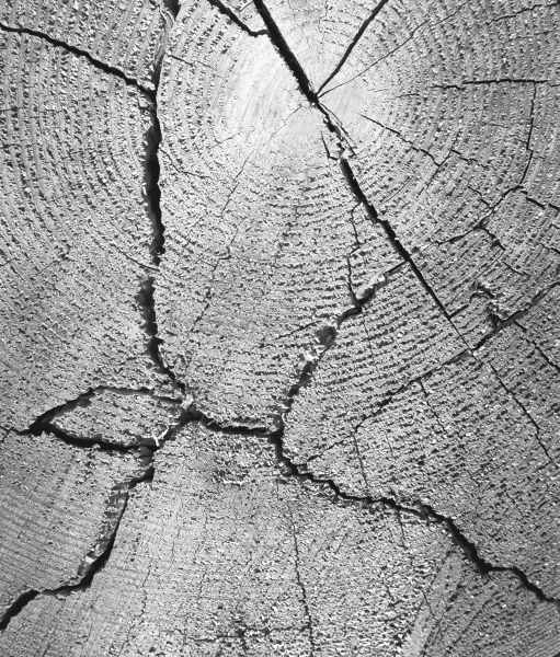 Close up of tree trunk (b/w photo)  à 