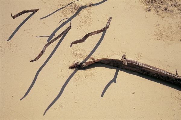 Coconut tree roots and dry twig, Bangramn (photo)  à 