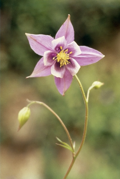 Columbine (Aquilegia pubiflora) (photo)  à 
