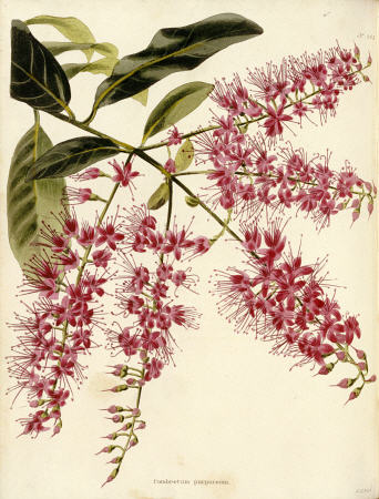 Combretum Purpureum From The Botanical Cabinet, Consisting Of Coloured Delineations Of Plants From A à 