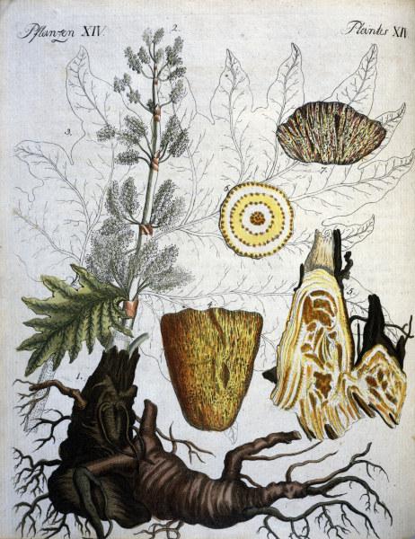 Common Rhubarb / Bertuch 1792 à 