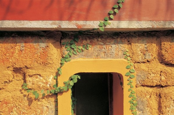 Creeper firmly clawing from ground to window (photo)  à 