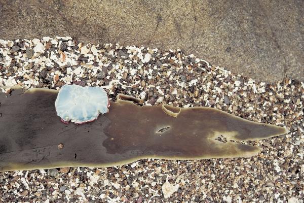 Crocodile like Kelp carrying blue colored shell (photo)  à 