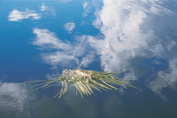 Cut grass floating in unknown lake reflecting clouds (photo)  à 