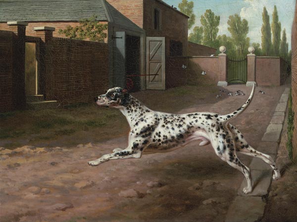 A Dalmation Running In A Stable Yard à 