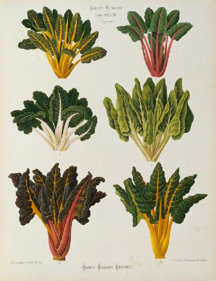 Chard, Album Benary / Colour lithograph