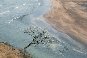 Champak tree Plumeria acutifolia at beach Harihareshwar near Shreewardhan (photo) 