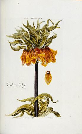 Corona Imperialis From Hortus Nitidissimis Omnem Per Annum Superbieus Floribus