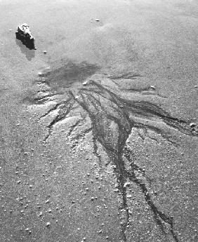 Creepers designs on sand in Porbandar area (b/w photo) 
