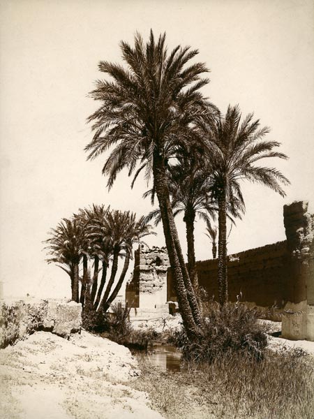 Date palm / Morocco / Photo c.1900 à 