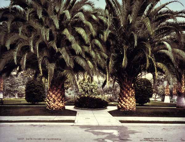 Date Palms / California / Photo / 1901 à 