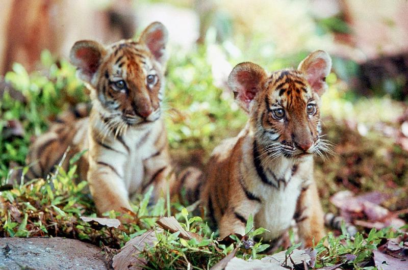 Deux Freres TWO BROTHERS de JeanJacquesAnnaud avec les petits tigres Kumal, Sangha à 