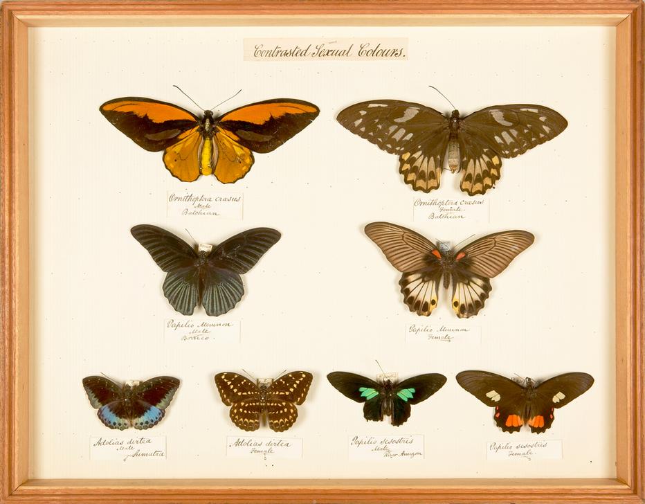 Display showing differences in colouring between male and female butterflies of the same species à 