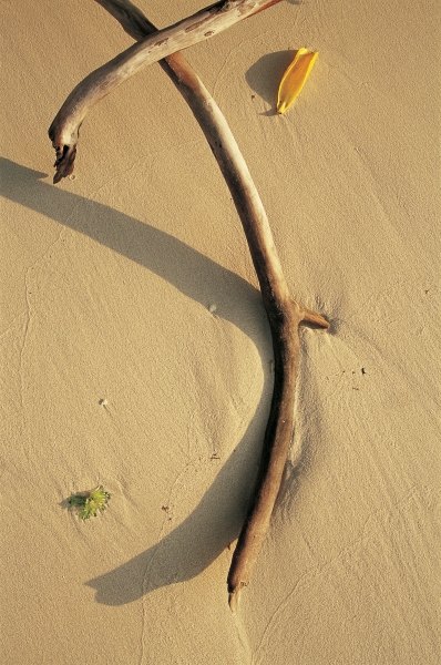 Driftwood and dry leaf (photo)  à 