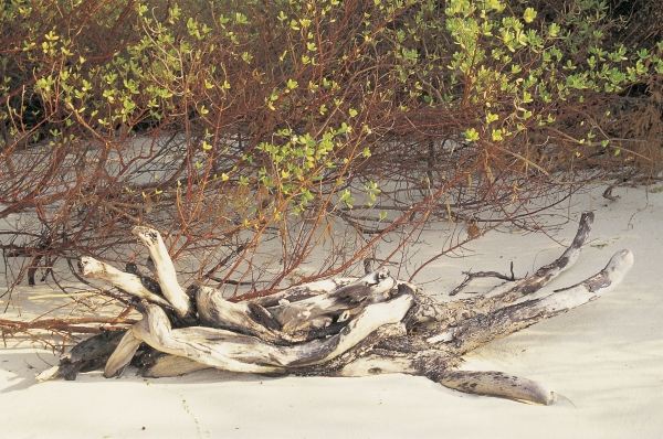 Driftwood and mangrove leaves (photo)  à 