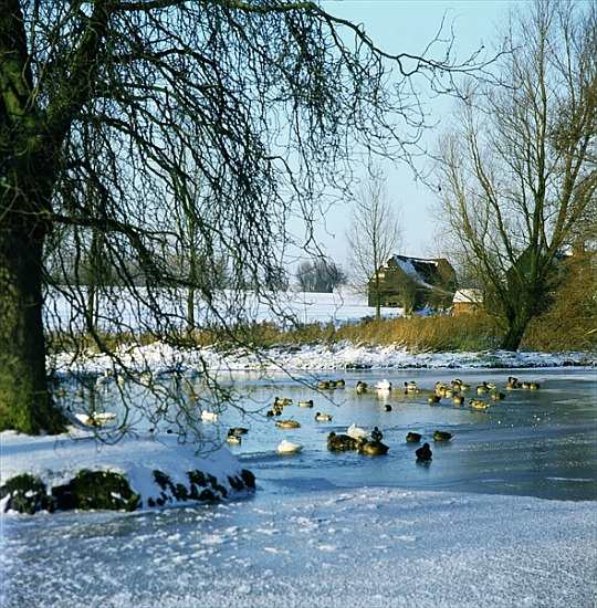 Duck Pond in Winter near Finchingfield, Essex à 