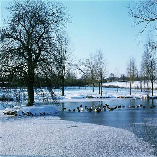 Ducks in the Snow near Finchingfield, Essex à 
