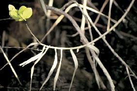 Dry twigs and roots with bunch of young leaves (photo) 