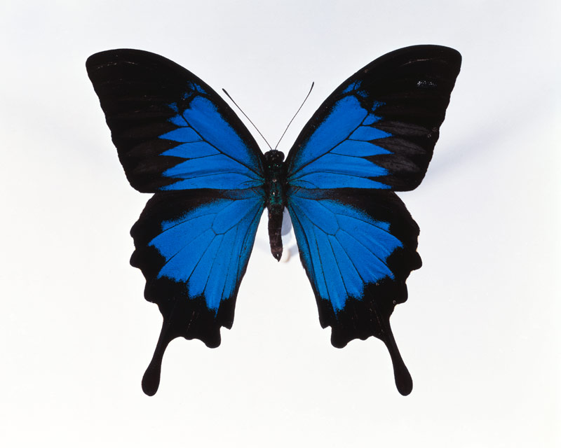 Edelfalter (Papilionidae) Papilio Ulysses à 