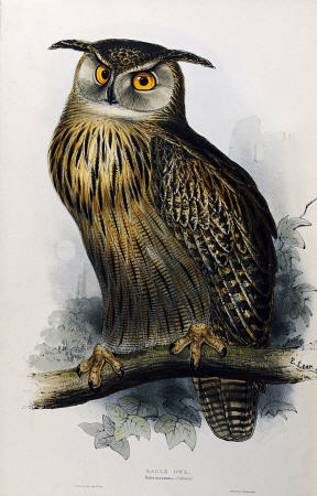 Eagle Owl, Lithographic Plate From ''The Birds Of Europe'' John Gould à 