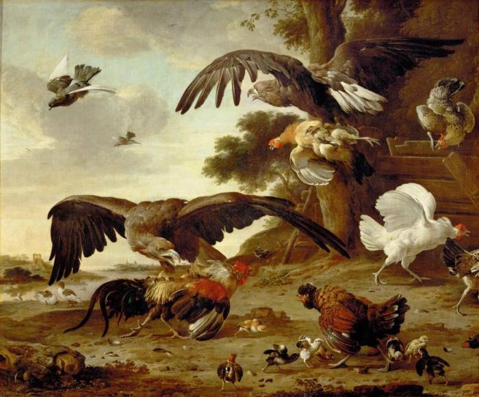 Eagles attacking chickens à 