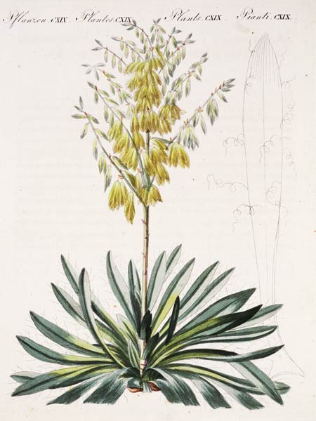 Fädentragende Yucca / aus Bertuch 1810 à 