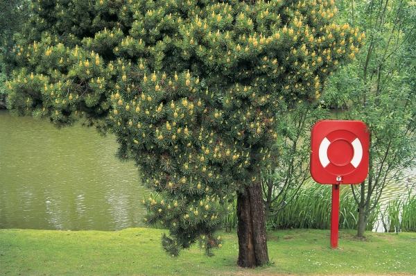 Flowering tree and lake in background (photo)  à 