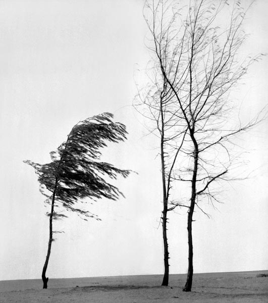 Form of tree (photo)  à 