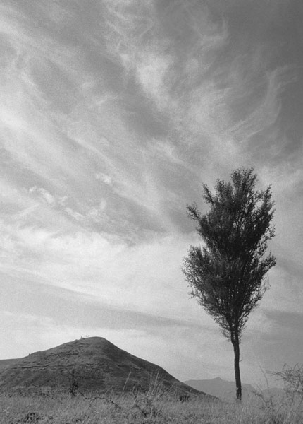Form of tree and sand pattern (b/w photo)  à 
