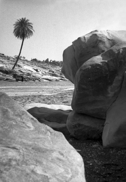 Form of tree and stone (b/w photo)  à 