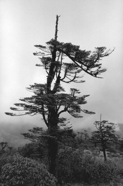 Form of tree (b/w photo)  à 
