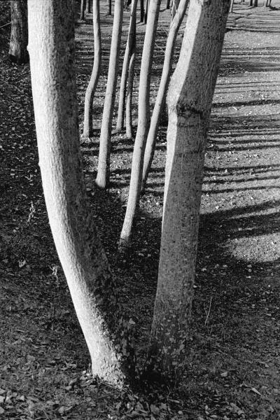 Form of tree trunk (b/w photo)  à 