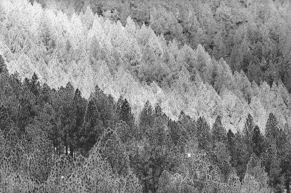 Form of trees (b/w photo)  à 