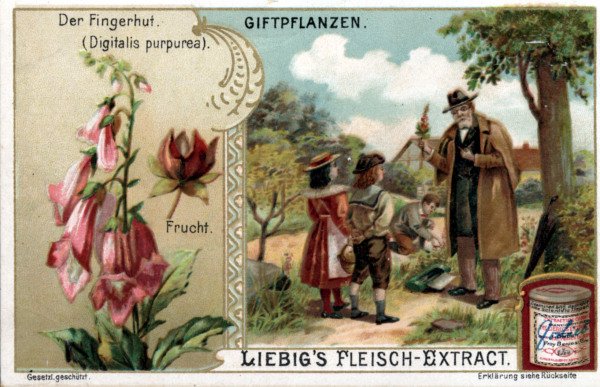 Foxglove / Liebig Card à 