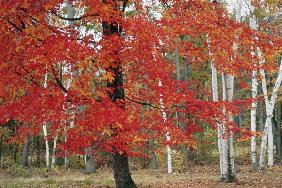 Fall Colors (photo) 