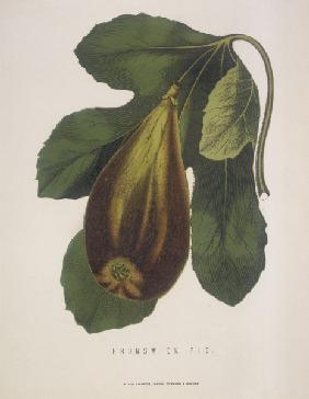 Fig / Brunswick Fig / Copper engraving