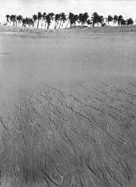 Form of tree and creepers on sand (b/w photo) 