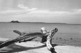 Form of tree trunk at beach (b/w photo) 