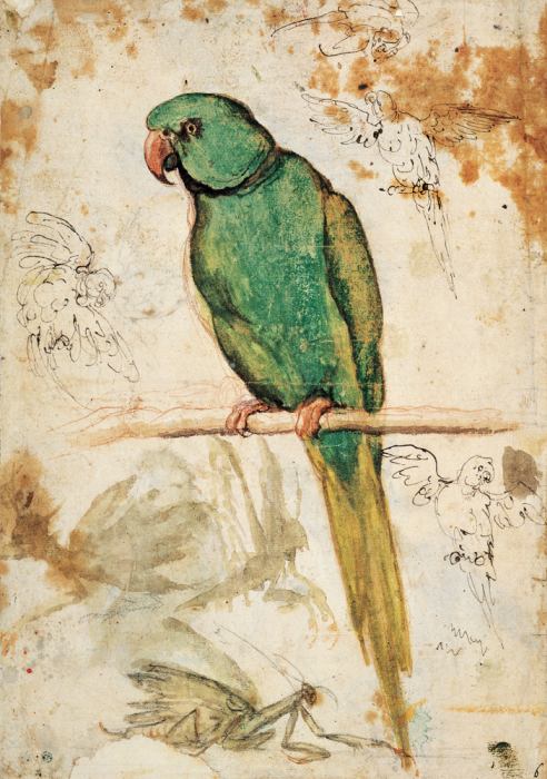 Green parrot and sketches of parrots and praying mantis à 