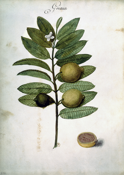 Guava / Ch.Plumier à 