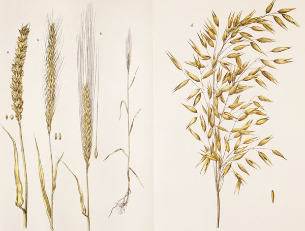 Grain / Col.Lithograph / 1891 à 
