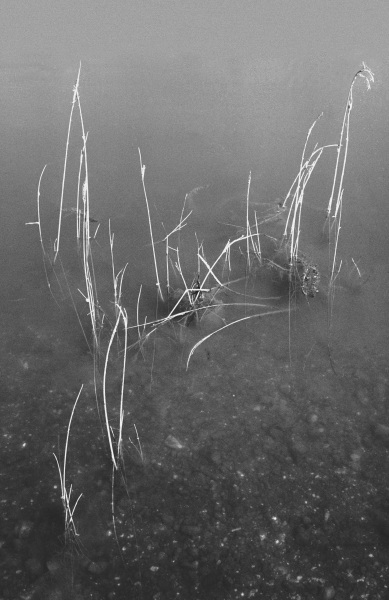 Grass in water (b/w photo)  à 