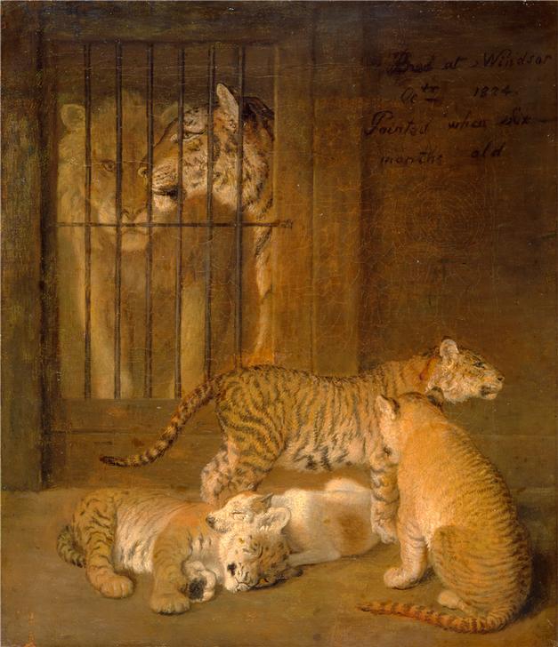 Group of Whelps Bred between a Lion and a Tigress à 