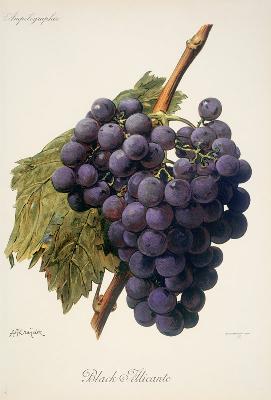 Grapes: Black Alicante