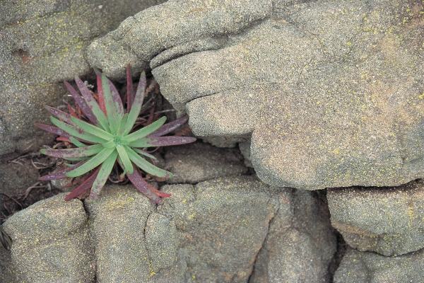 Hand Like Rock formation Sheltering wild succulent (photo)  à 