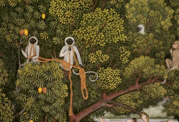 Hanuman-Languren im Geäst eines Mangobaumes.Ausschnitt aus einer Miniatur mit Darstellung einer Jagd à 