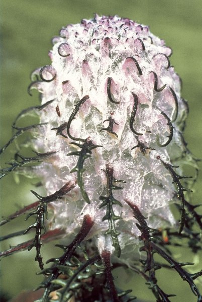 Heem Kamal Cottony Saussurea (Saussurea gossypiphora) (photo)  à 
