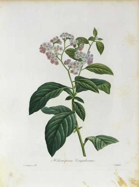 Heliotropium Corymbosum / Redouté à 