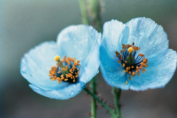 Himalayan Blue Poppy (Meconopsis aculeata) (photo)  à 