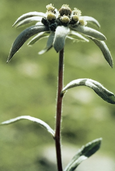 Himalayan Edelweiss (Leontopodium himalayanum) (photo)  à 